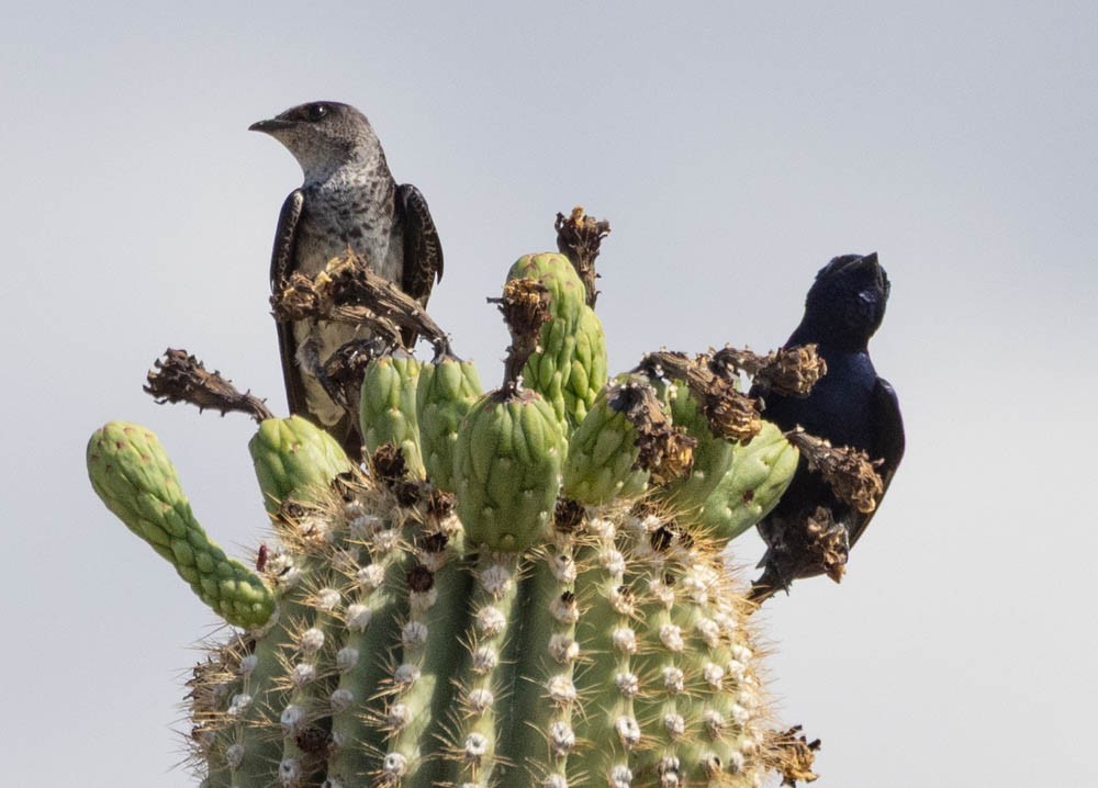 Purple Martin (hesperia) - ML637066970