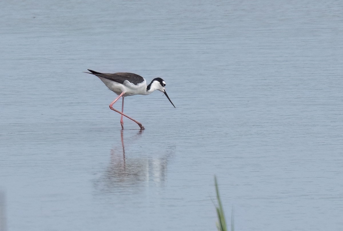 pisila černokrká - ML637066991