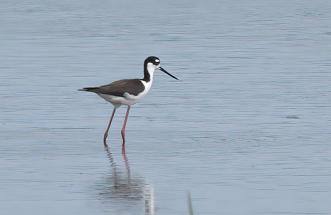 pisila černokrká - ML637066992