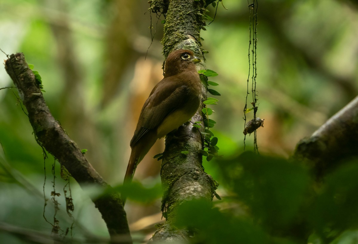 Amazonian Black-throated Trogon - ML637067002