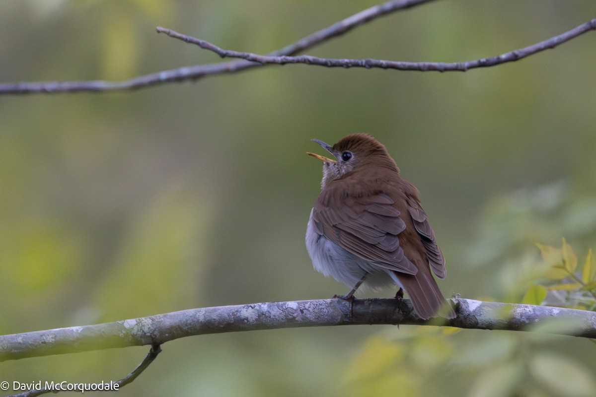 Veery - ML637067041
