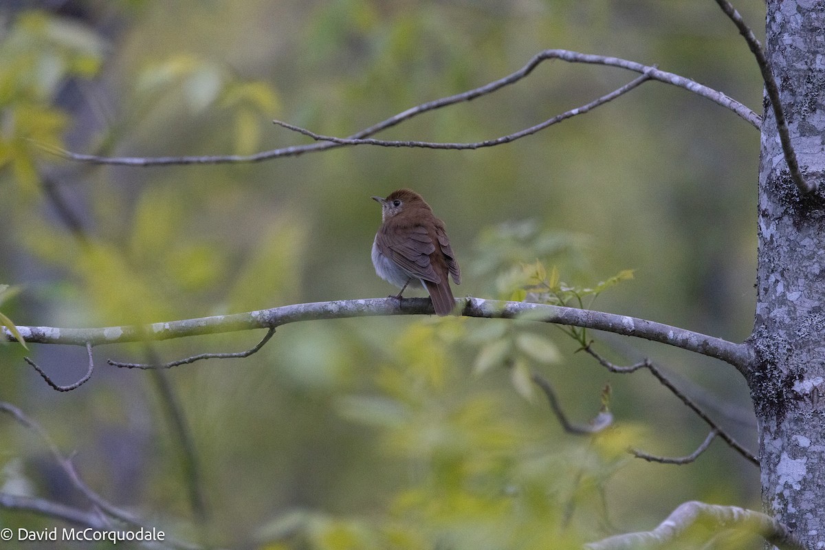 Veery - ML637067042