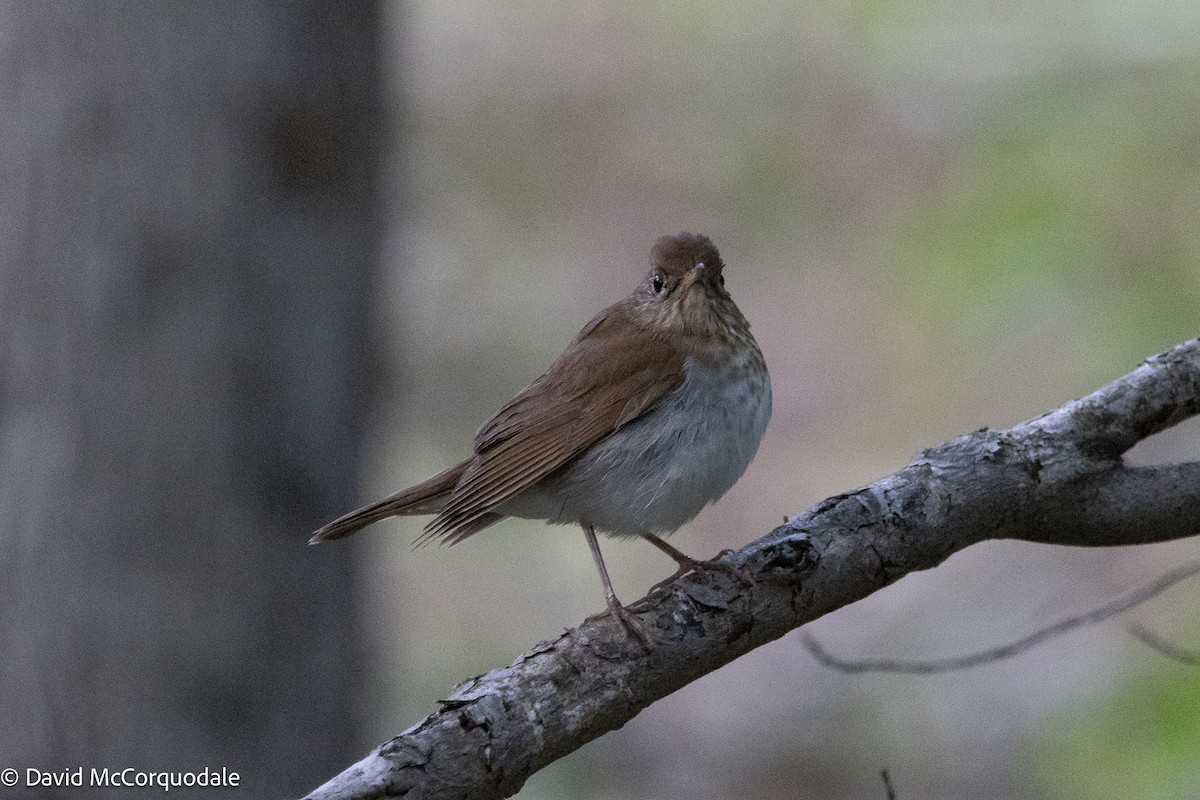 Veery - ML637067043