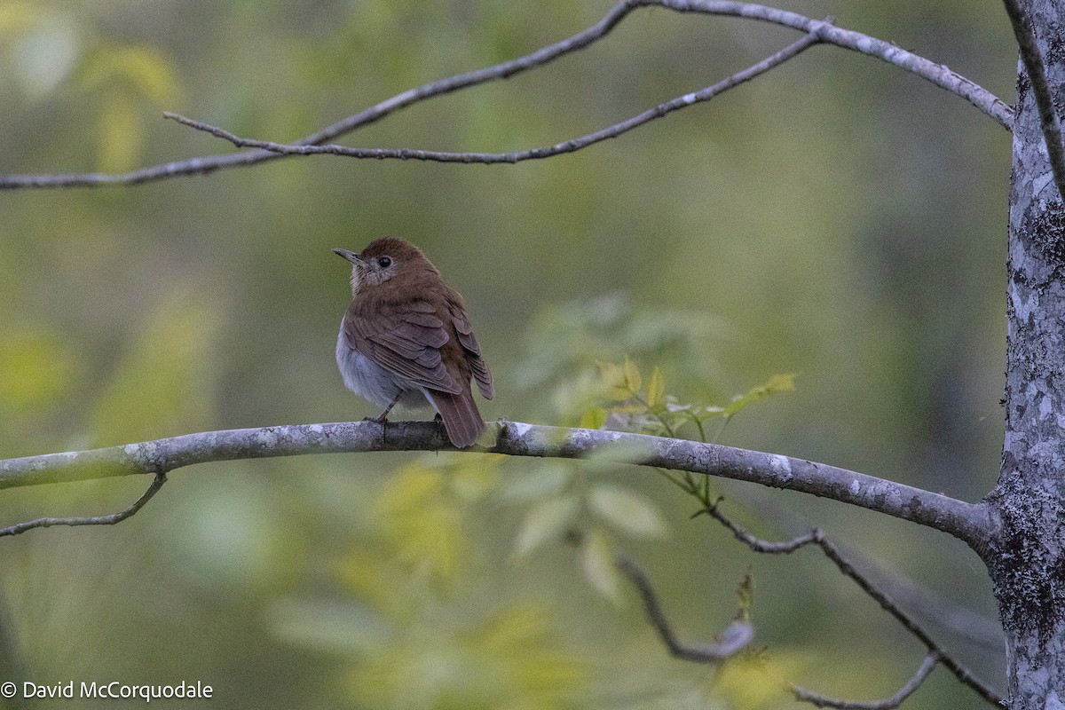 Veery - ML637067044