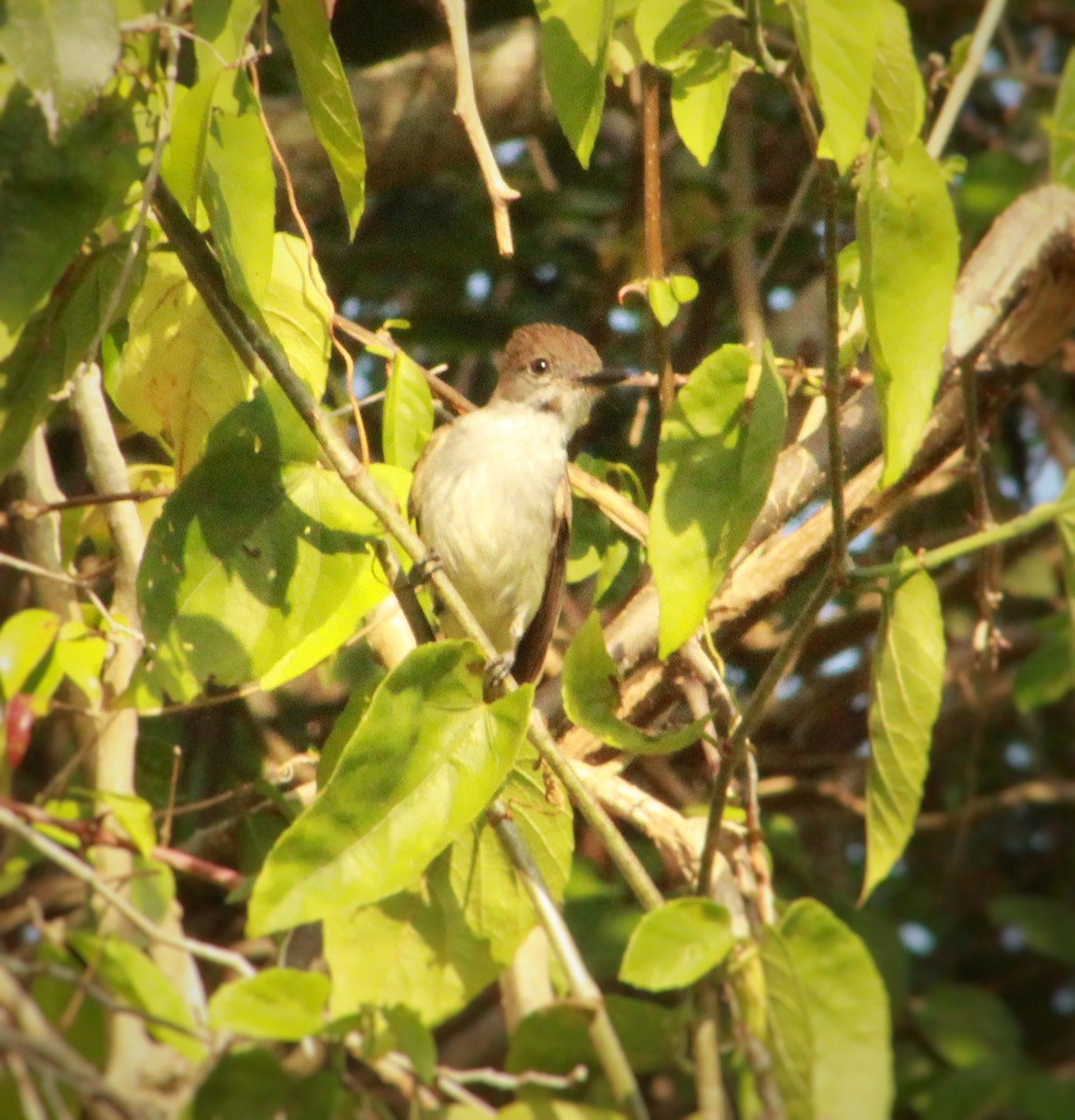 La Sagra's Flycatcher - ML637067091