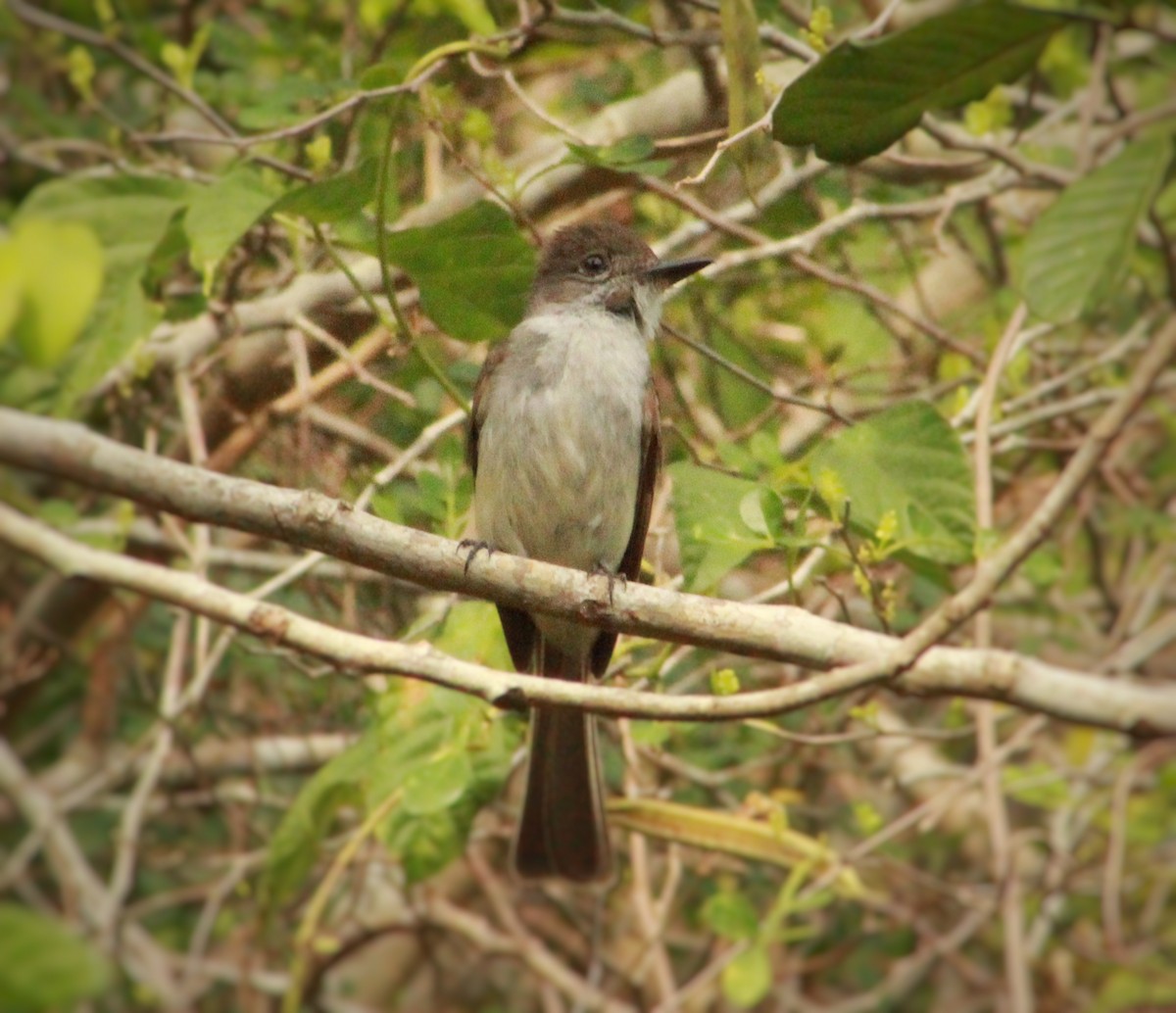La Sagra's Flycatcher - ML637067092