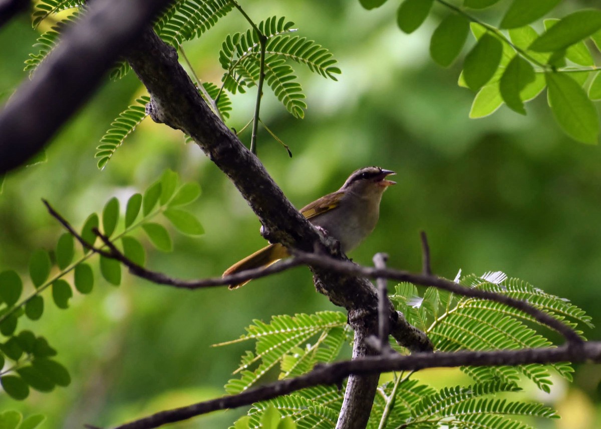 Olive Sparrow - ML637067207