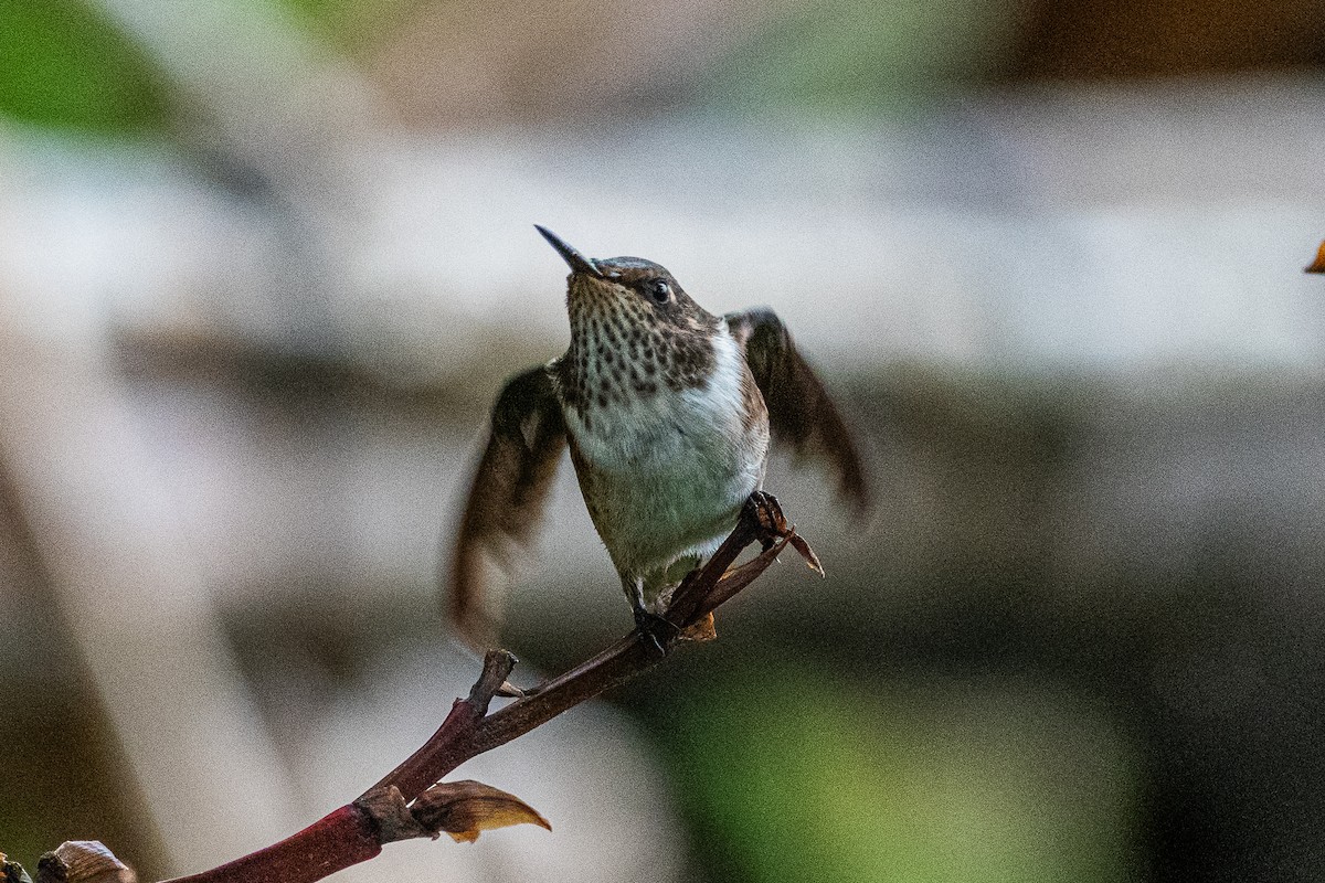 Volcano Hummingbird - ML637067245