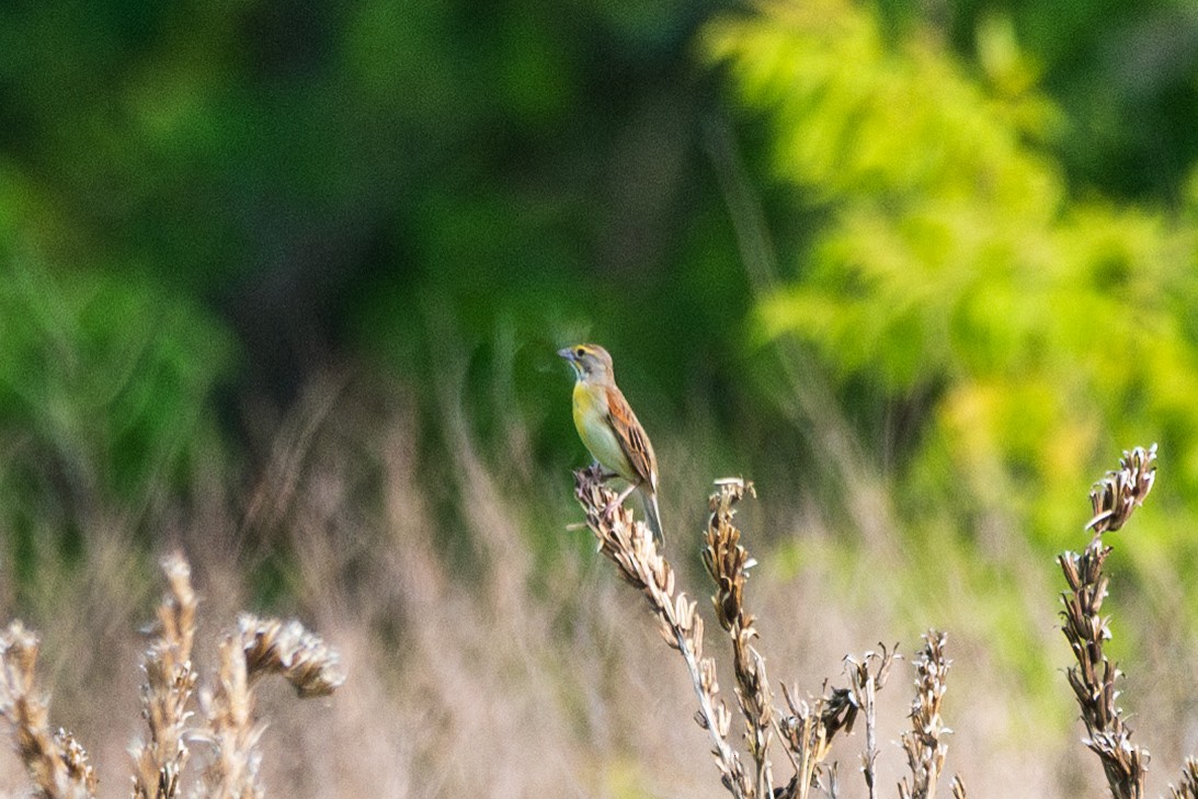 Dickcissel - ML637067323