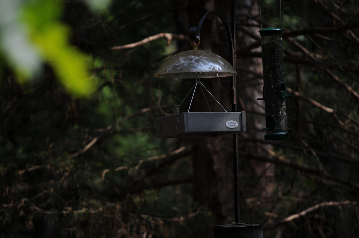 Chipping Sparrow - ML637067486