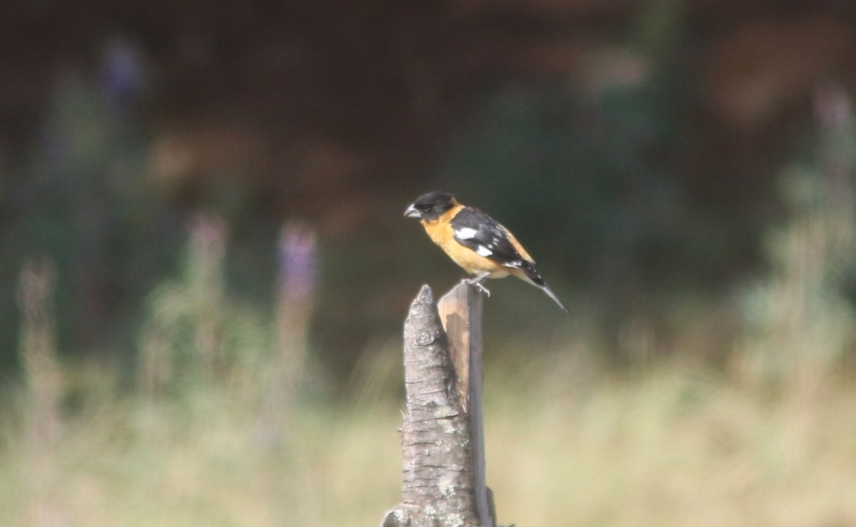 Black-headed Grosbeak - ML637067506