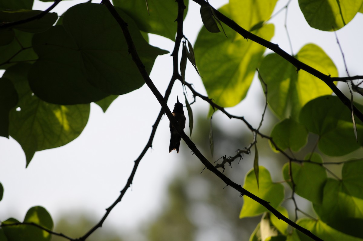 Ruby-throated Hummingbird - ML637067523
