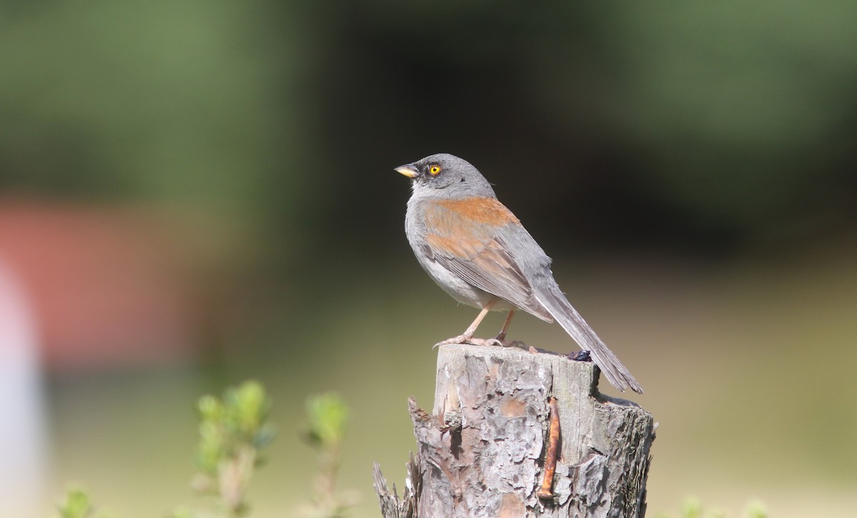 Yellow-eyed Junco (Mexican) - ML637067535