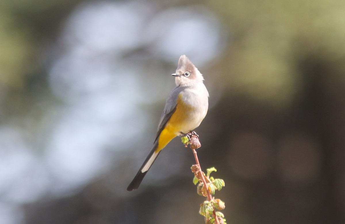 Gray Silky-flycatcher - ML637067540