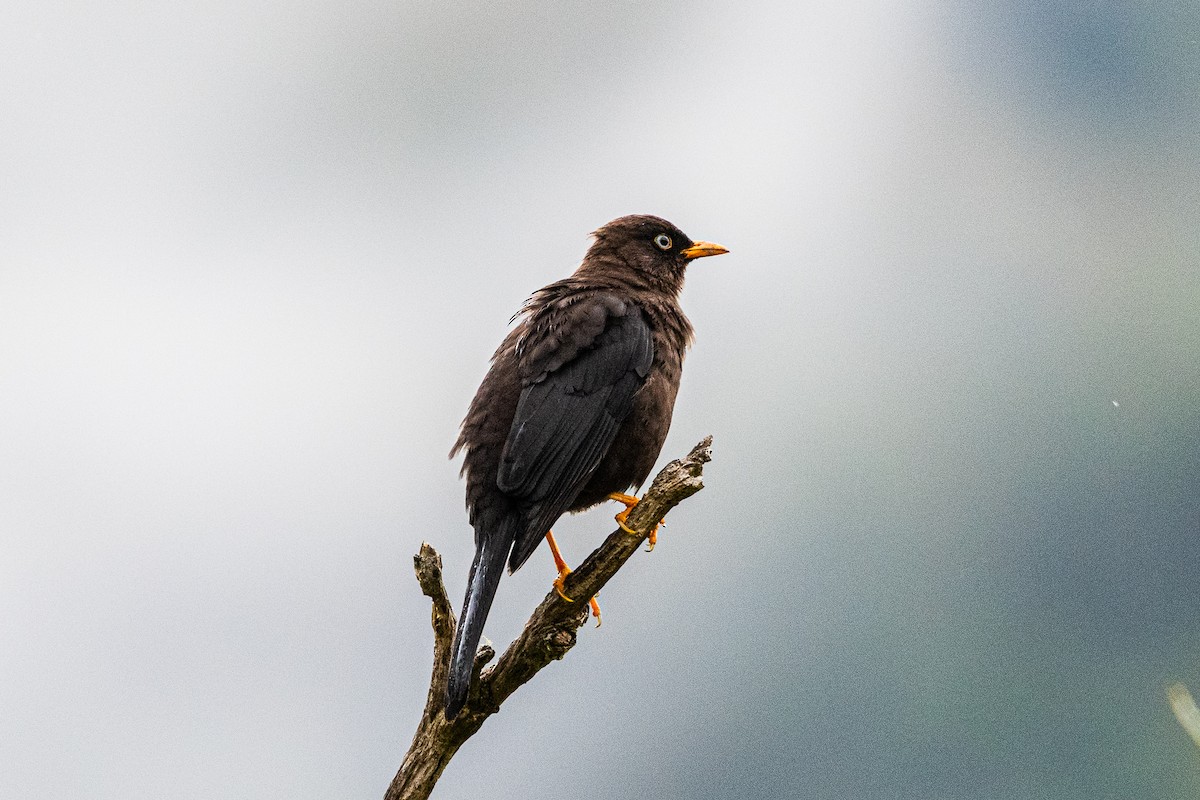 Sooty Thrush - ML637067552