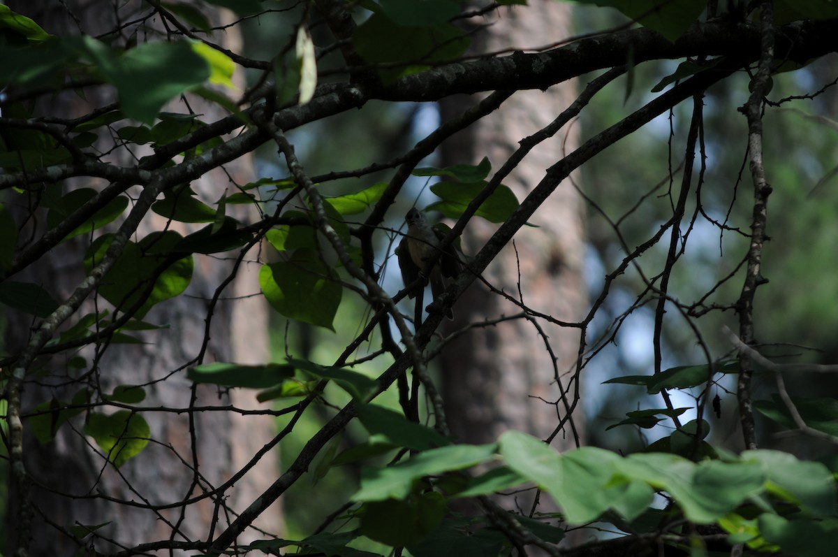 Tufted Titmouse - ML637067556
