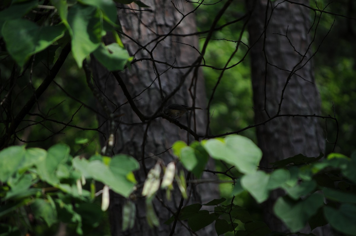 Tufted Titmouse - ML637067576