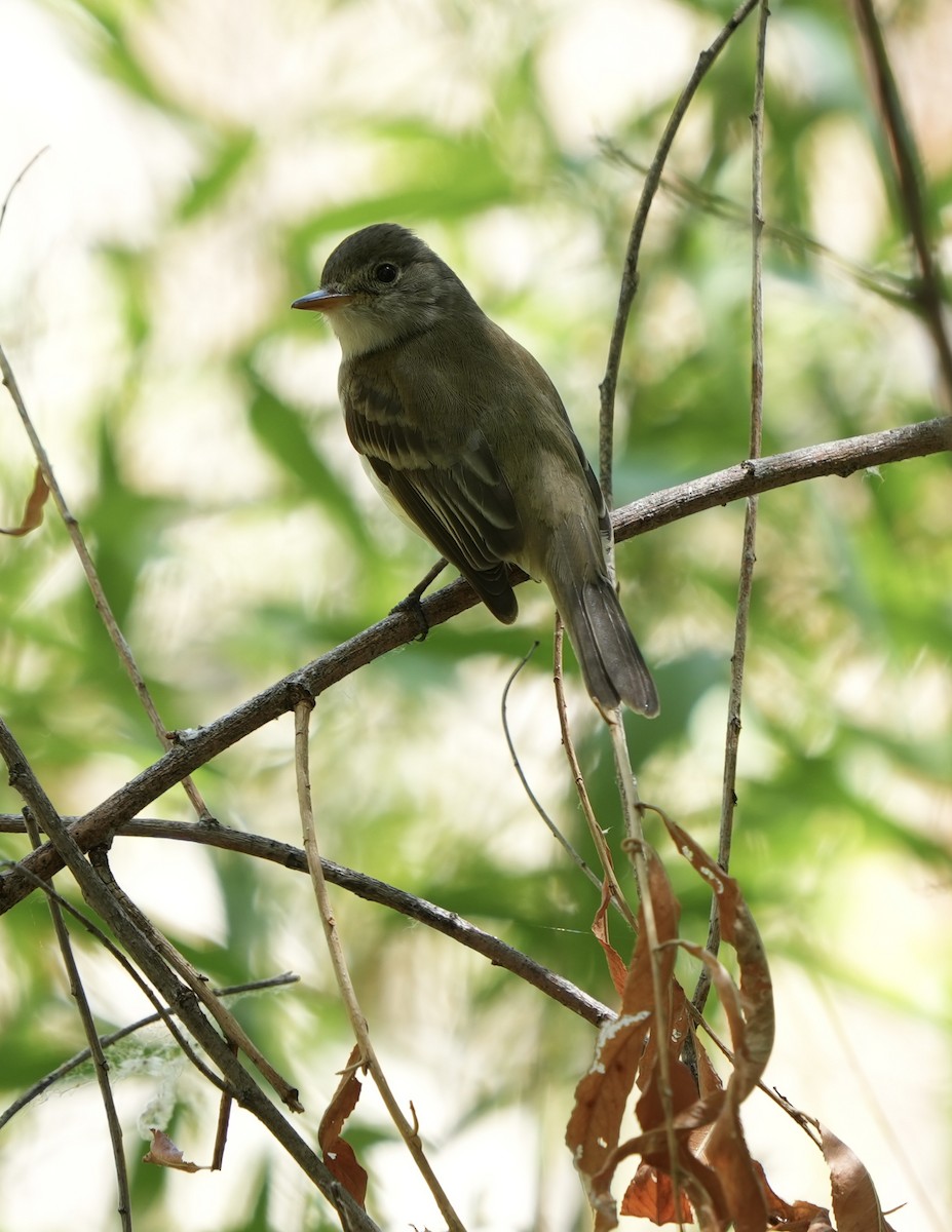 Willow Flycatcher (Southwestern) - ML637067583