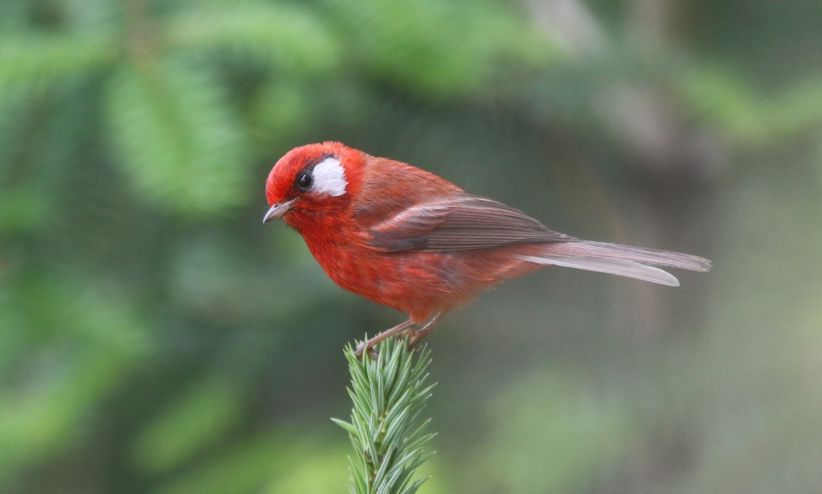 Red Warbler (White-cheeked) - ML637067584