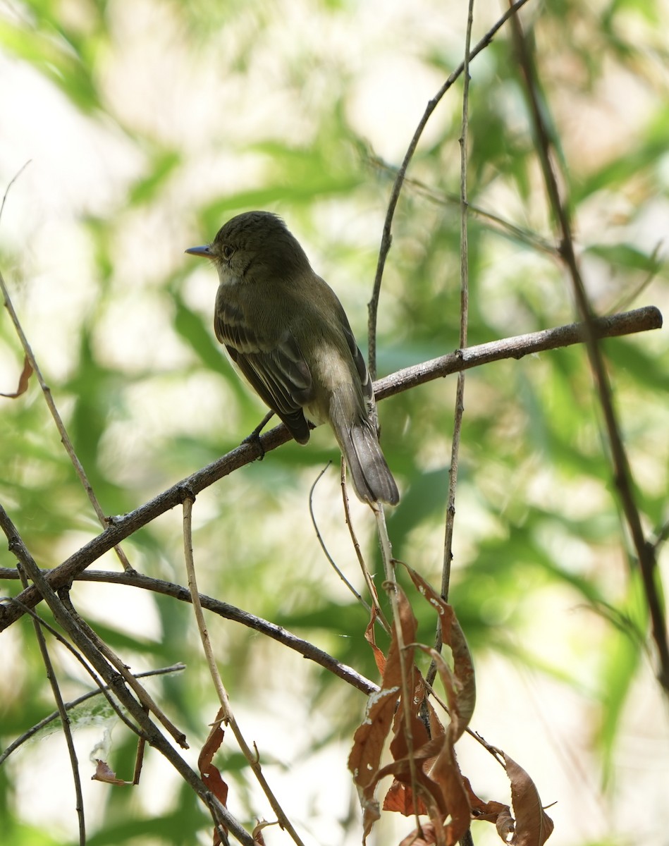 Willow Flycatcher (Southwestern) - ML637067588