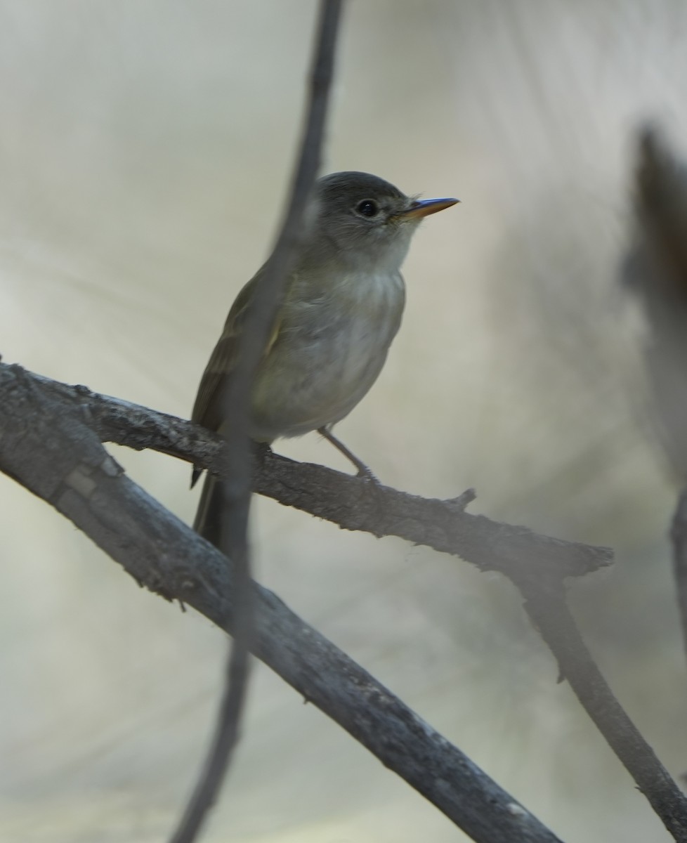 Willow Flycatcher (Southwestern) - ML637067592