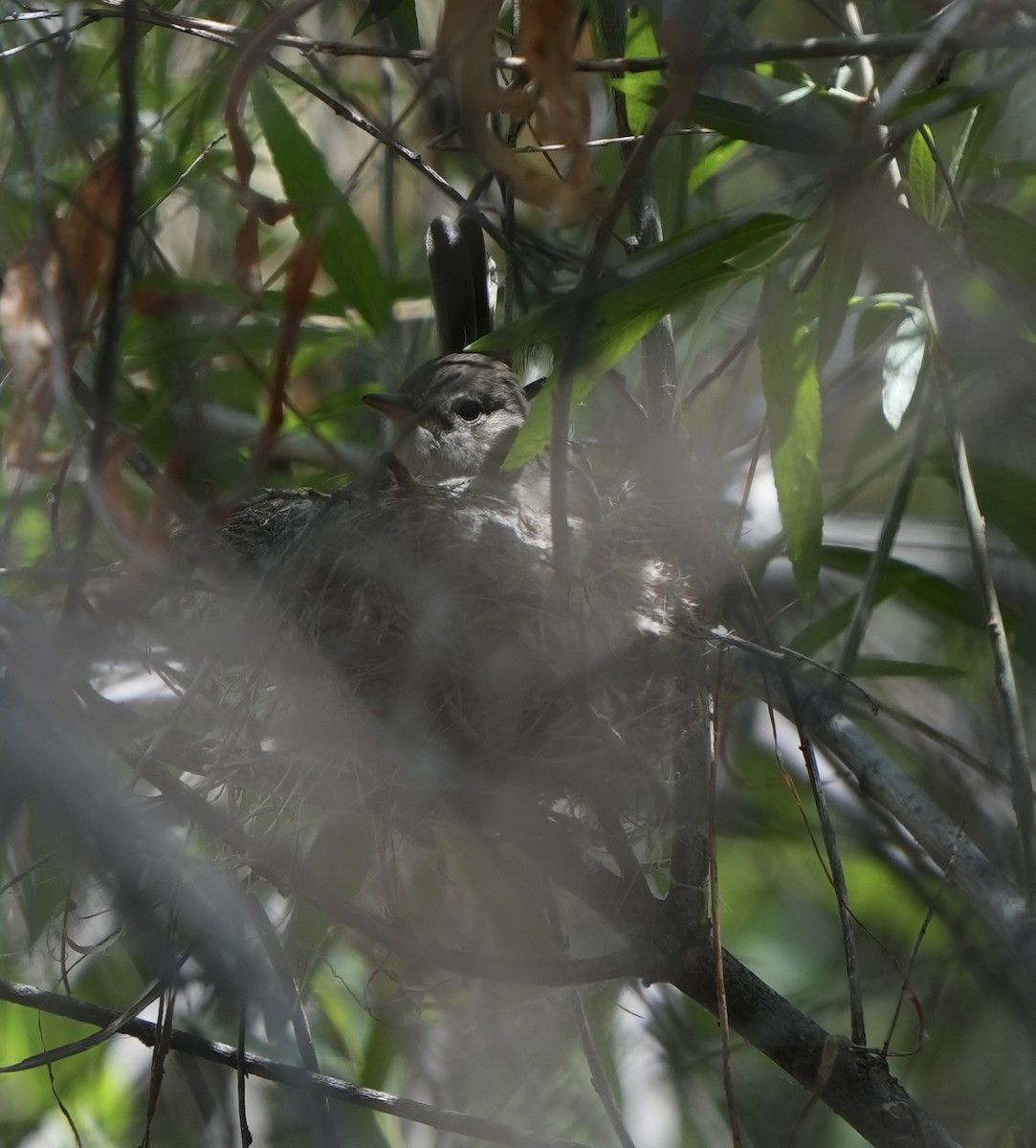 Willow Flycatcher (Southwestern) - ML637067594