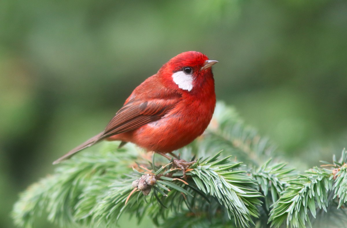 Red Warbler (White-cheeked) - ML637067595
