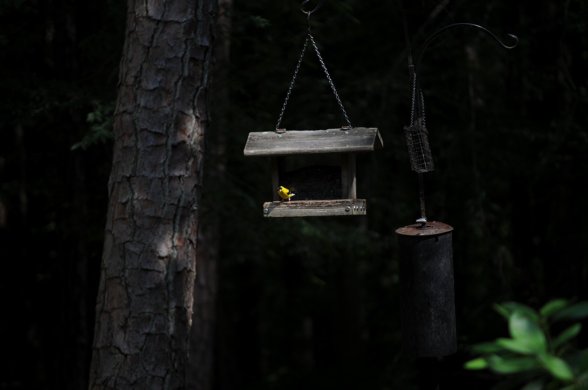 American Goldfinch - ML637067597