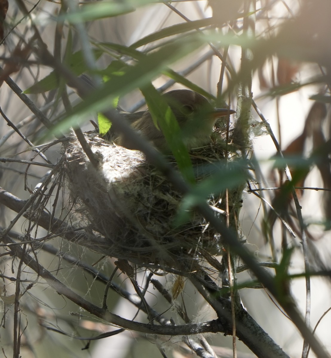 Willow Flycatcher (Southwestern) - ML637067600