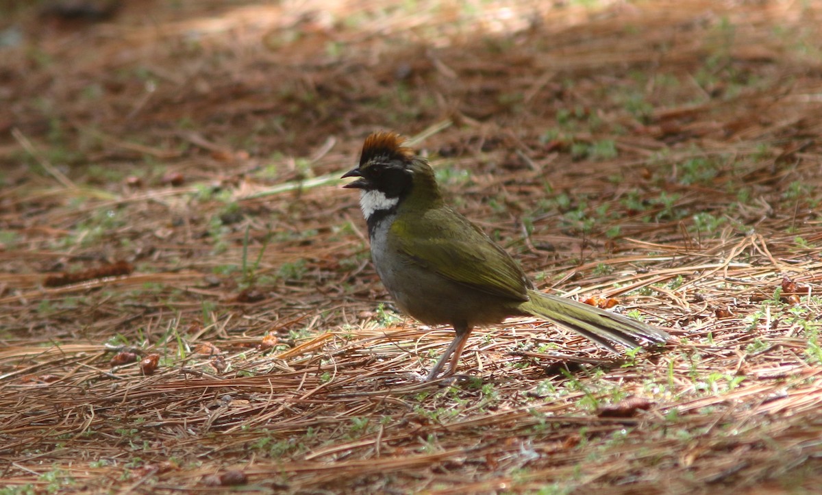 Collared Towhee - ML637067601