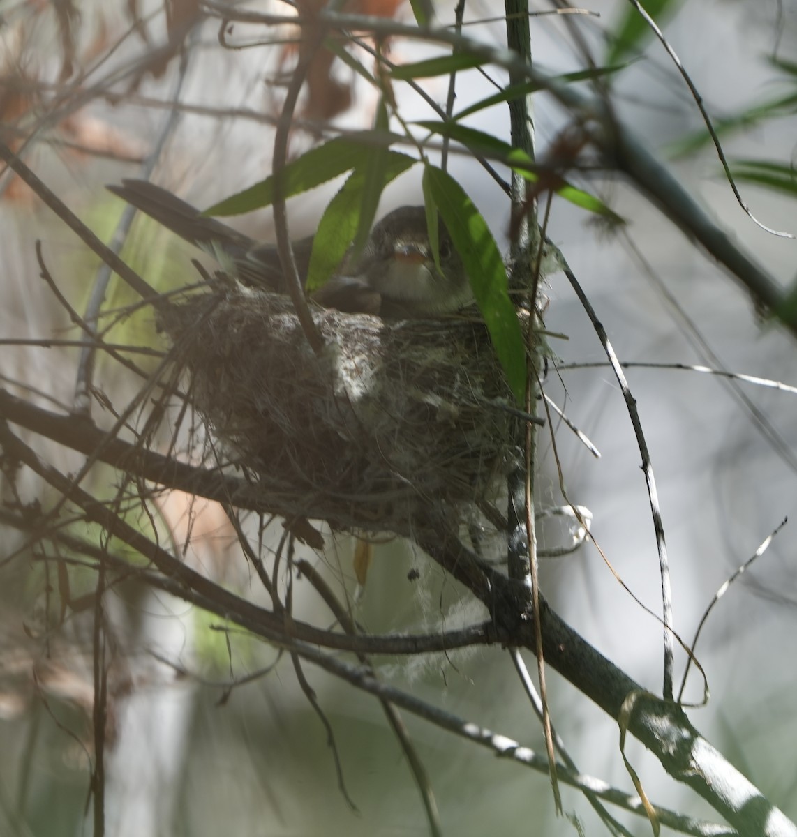Willow Flycatcher (Southwestern) - ML637067602