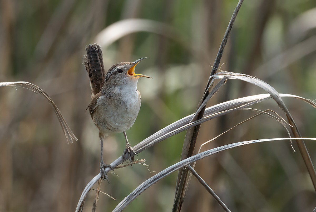 střízlík bažinný - ML637067604