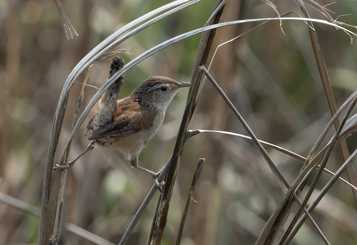 střízlík bažinný - ML637067605