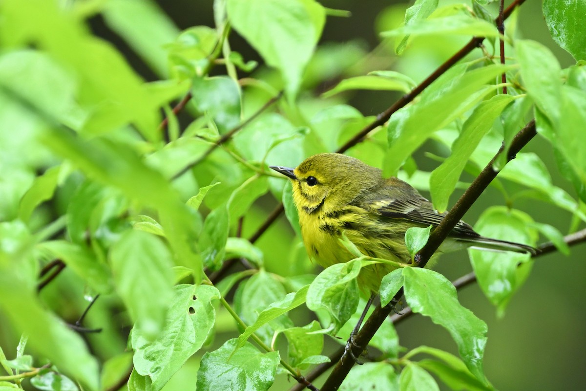 Prairie Warbler - ML637067618
