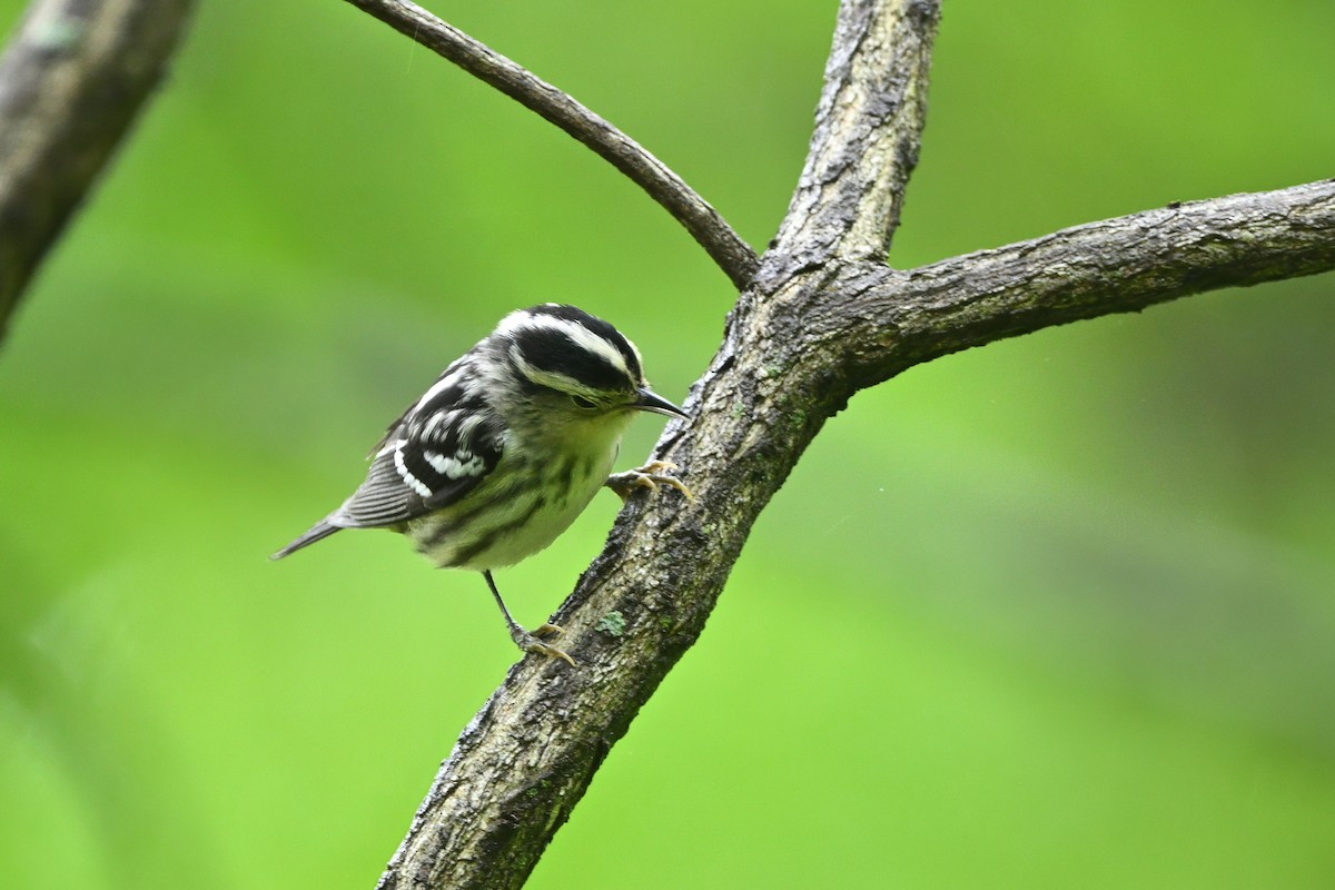 Black-and-white Warbler - ML637067672