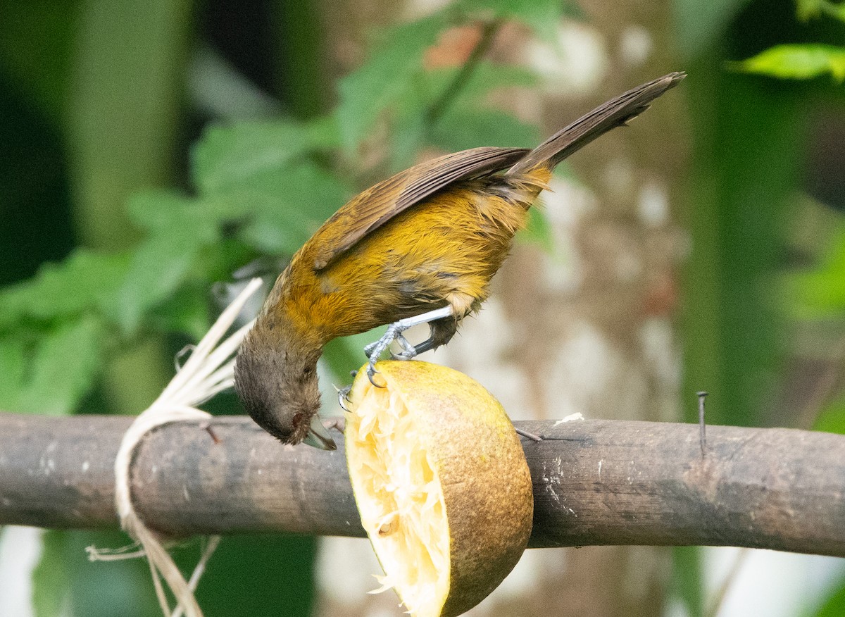 Scarlet-rumped Tanager - ML637067802
