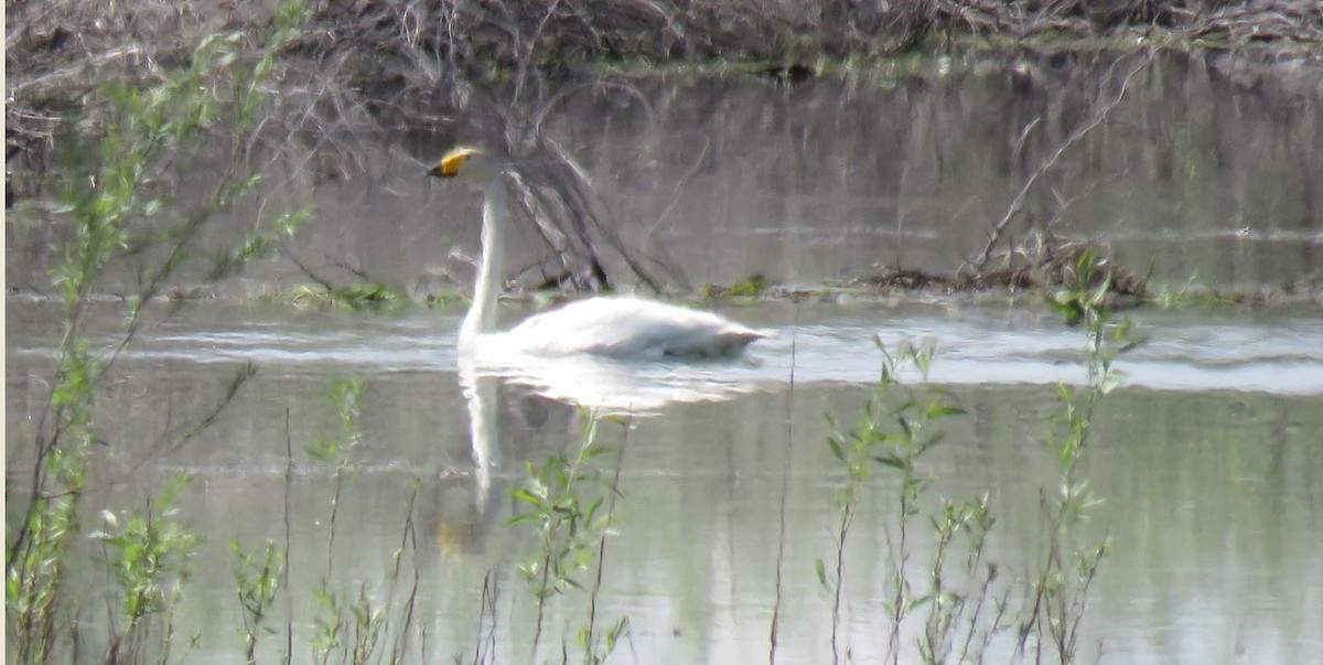 Whooper Swan - ML637067826