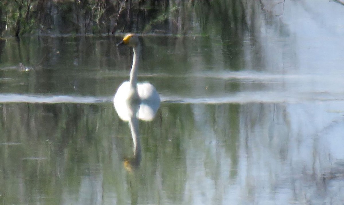 Whooper Swan - ML637067827