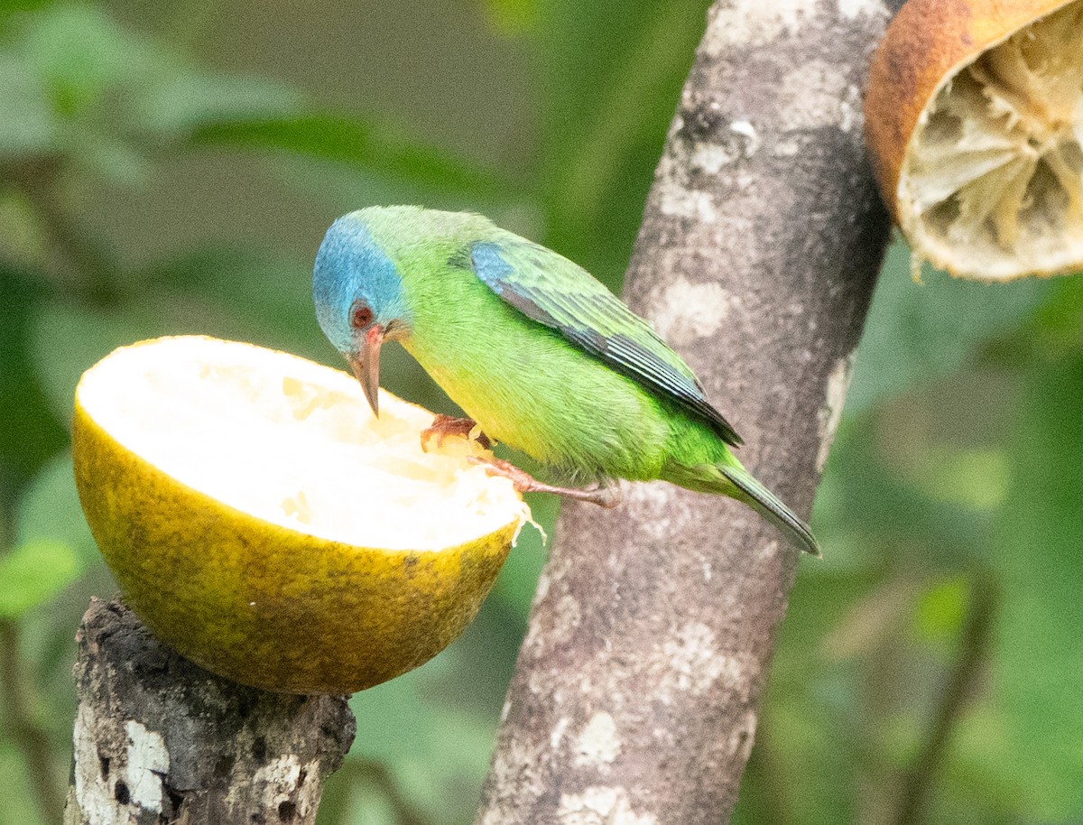 Blue Dacnis - ML637067828
