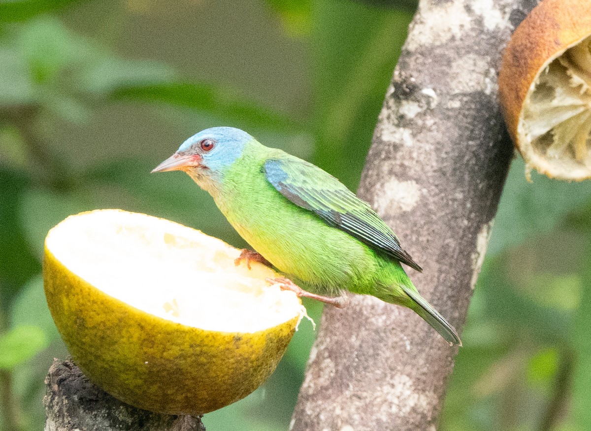 Blue Dacnis - ML637067829