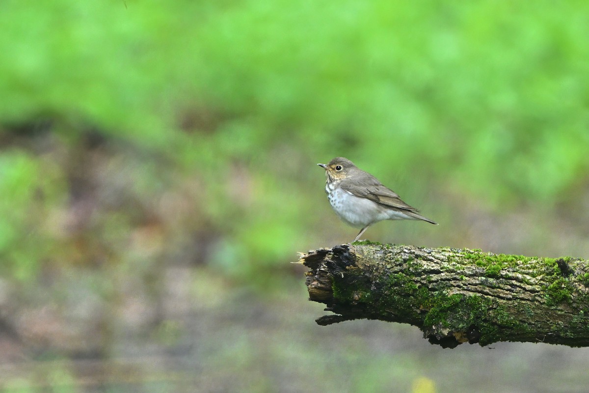 Swainson's Thrush (Olive-backed) - ML637067831