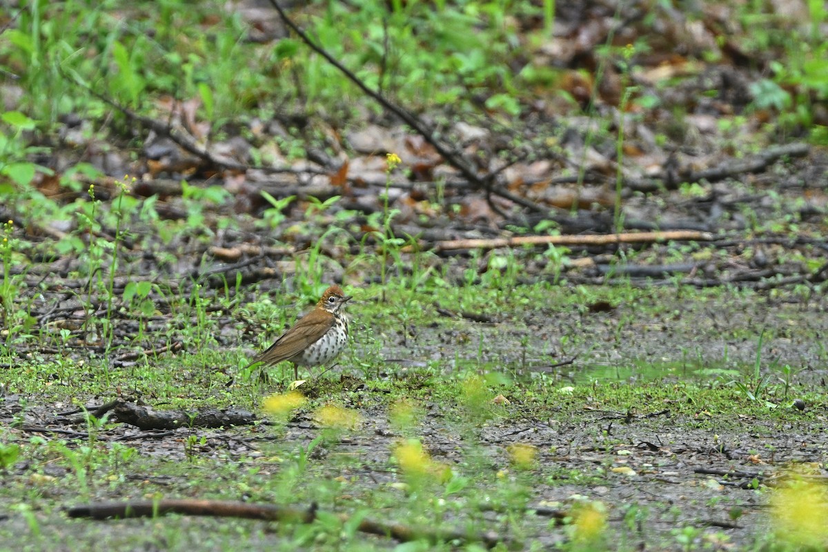 Wood Thrush - ML637067832