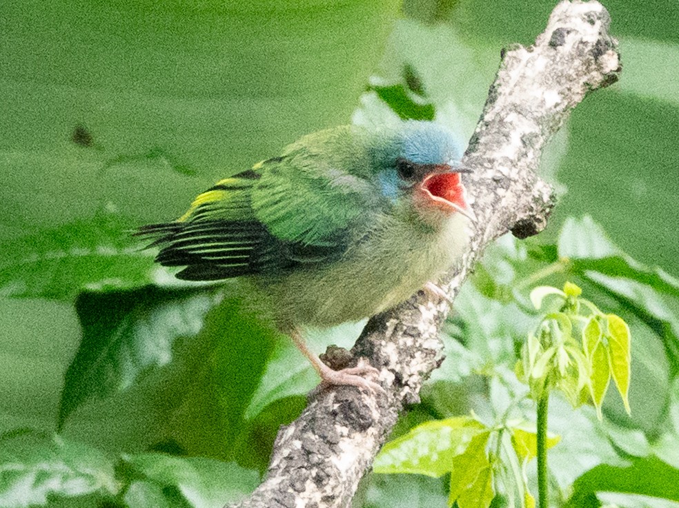 Blue Dacnis - ML637067838