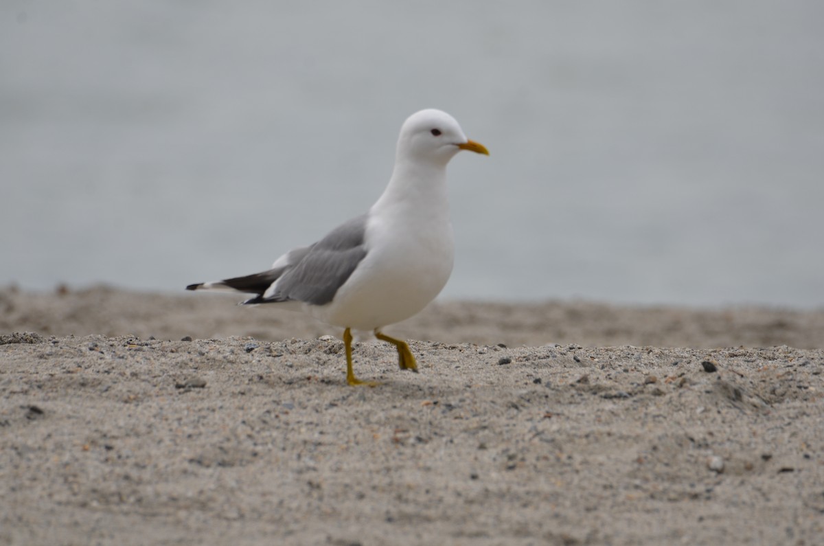 Short-billed Gull - ML637067846