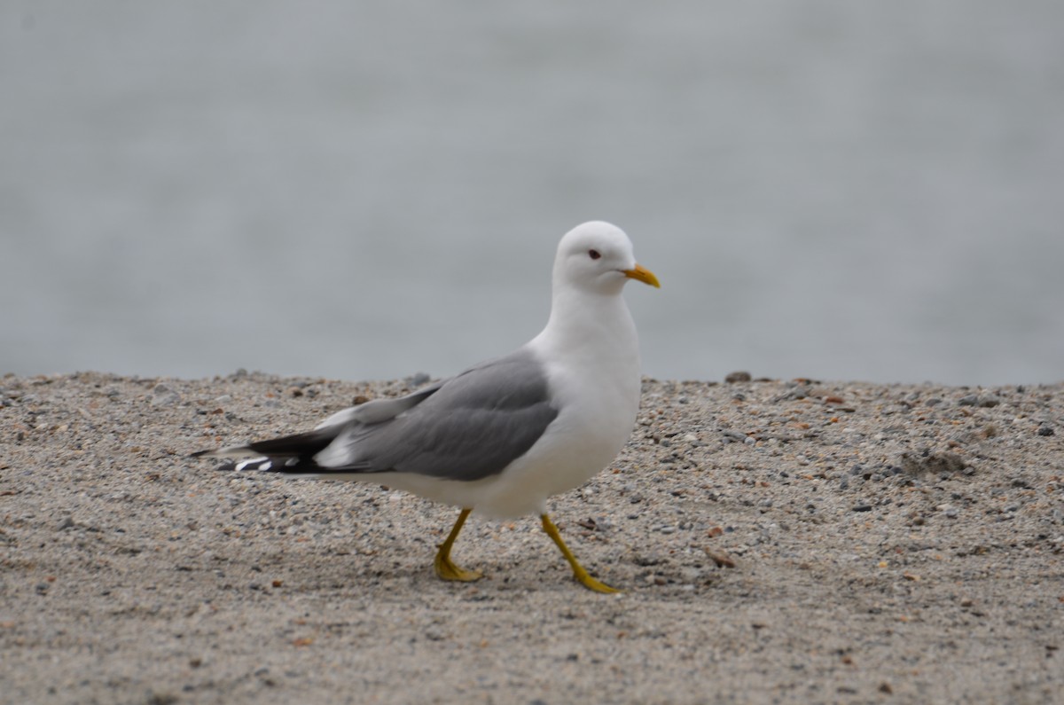 Short-billed Gull - ML637067847