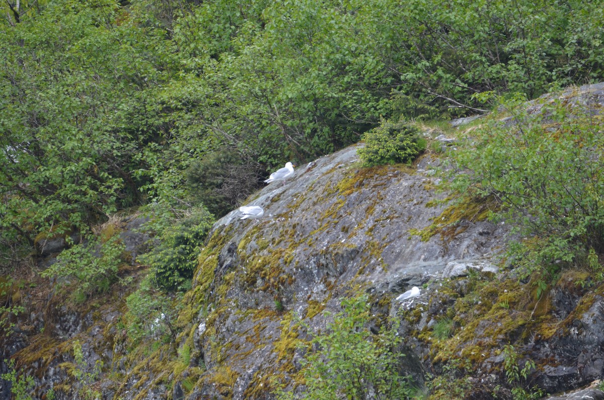 American Herring Gull - ML637067854