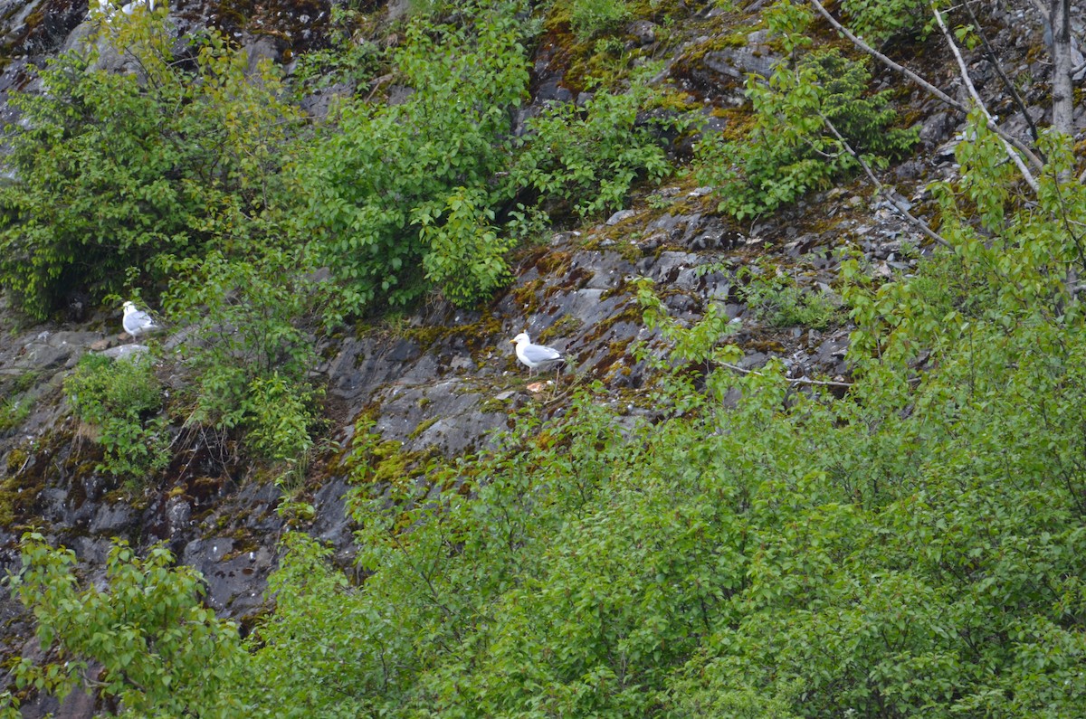 American Herring Gull - ML637067855