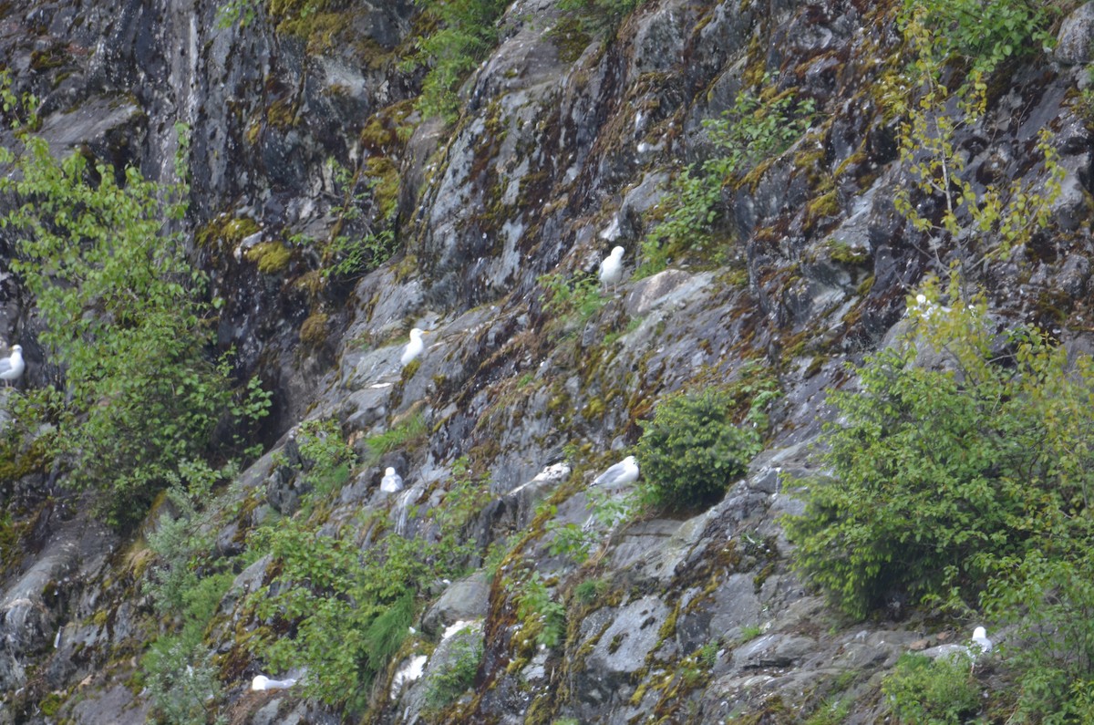 American Herring Gull - ML637067856