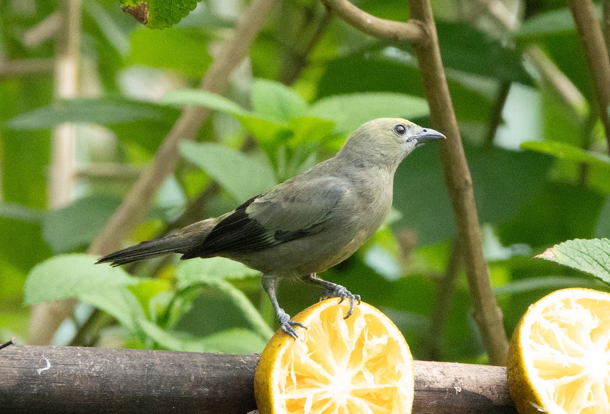 Palm Tanager - ML637067861