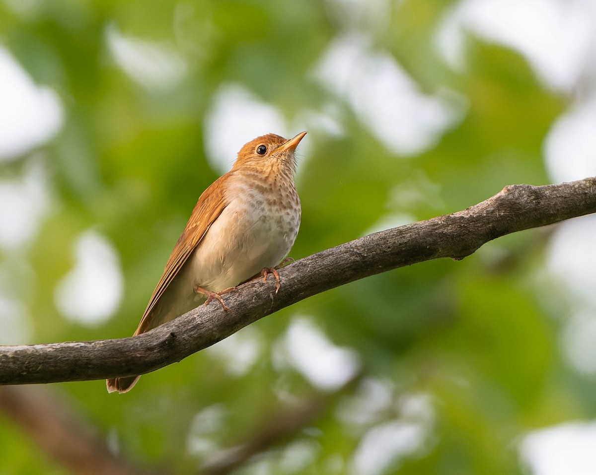Veery - ML637067873